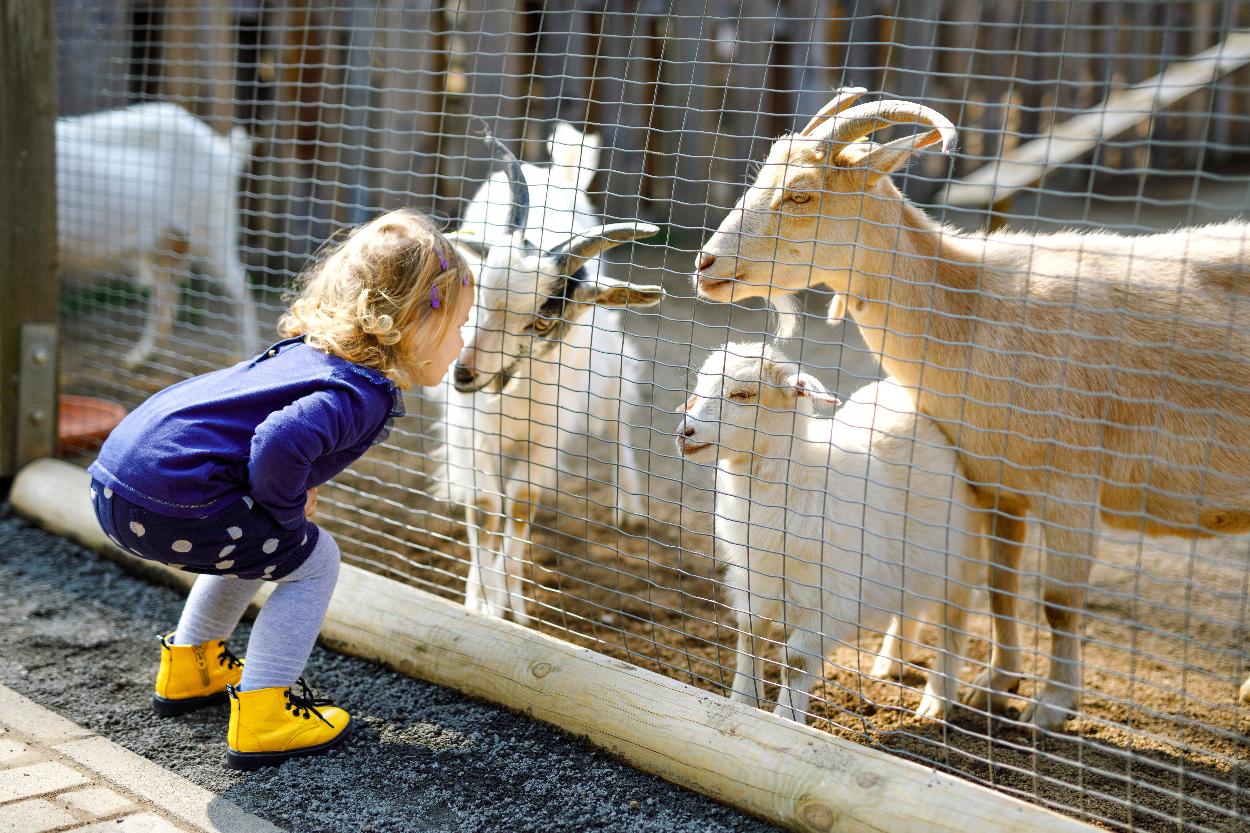 Toddler with goats in North Devon