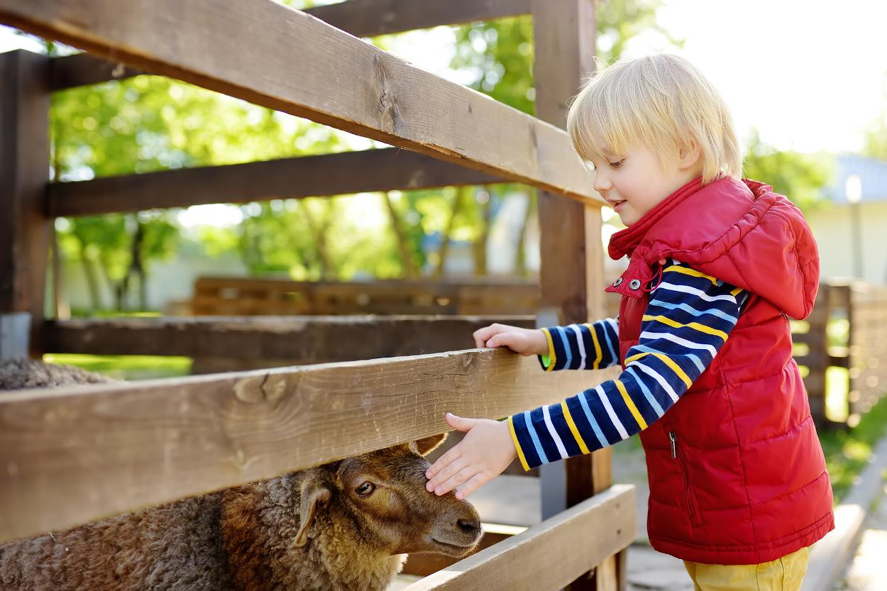 Child at petting farm in North Devon
